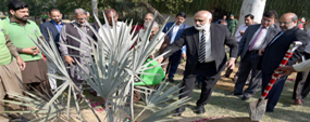 PU VC plants saplings