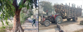 Illegal tree cutting: PU VC takes stern notice, cutting halted, timber seized