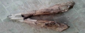 PU researchers find 13m-year-old lower elephant jaws